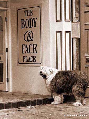 Old English Sheepdog outside shop with sign saying 'the body and face place'. Conceptual Photography by David Barr