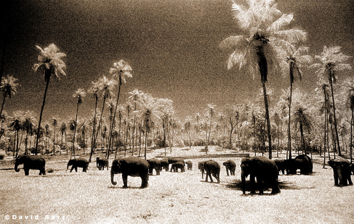 Elephants grazing on grassland Sri Lanka.Conceptual Photography by David Barr